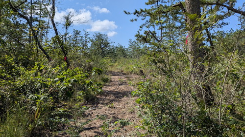 PXL_20251006植林前のようす